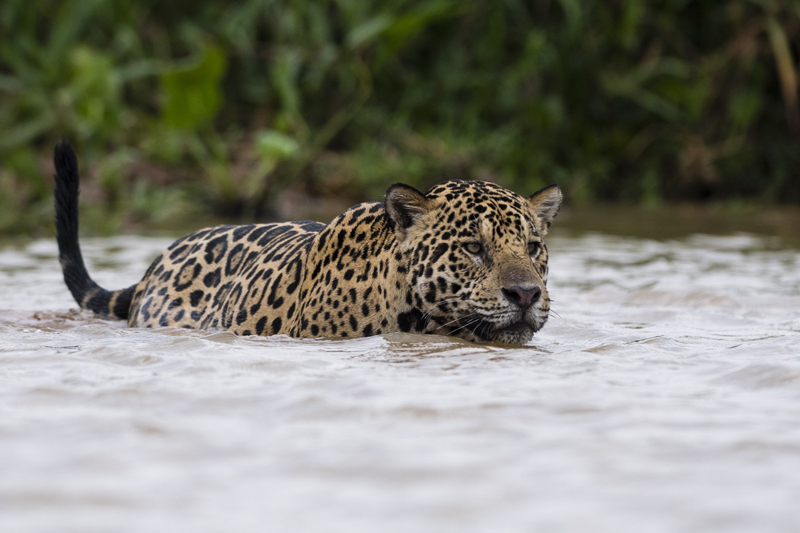 Nature conservation in Belize tagging jaguars
