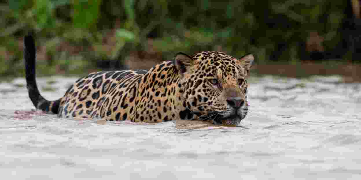 Nature conservation in Belize: tagging jaguars