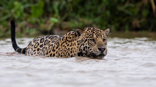 Nature conservation in Belize: tagging jaguars