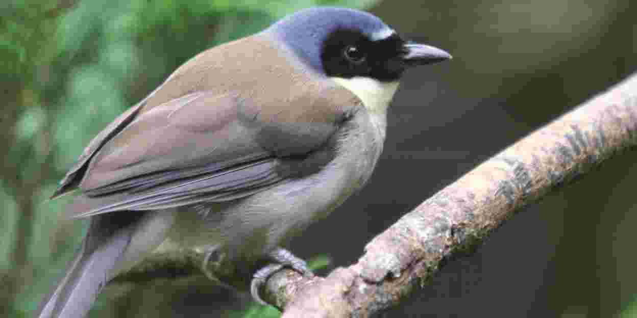 Endangered bird species now in the Bush