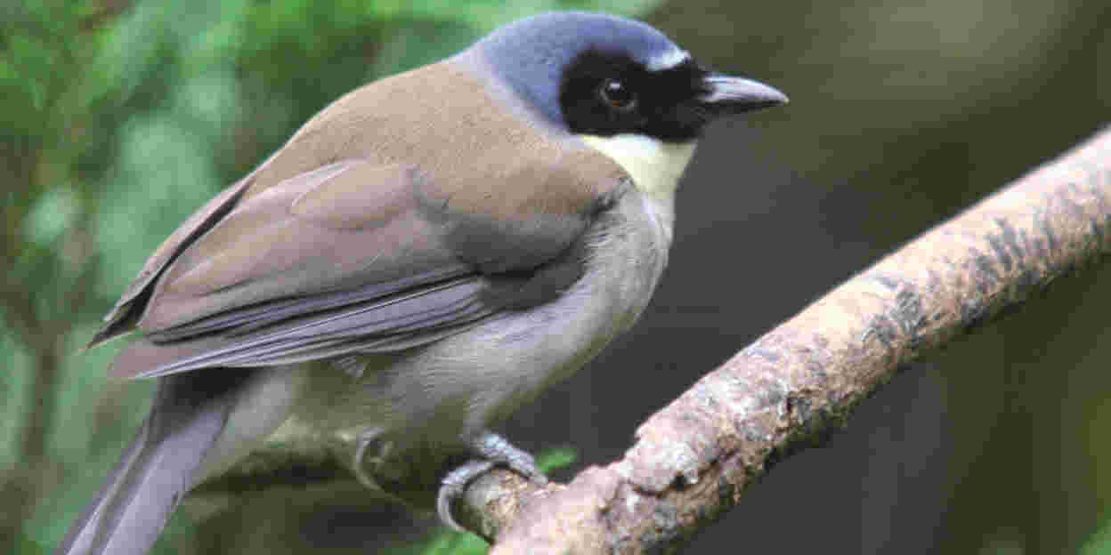 Endangered bird species now in the Bush
