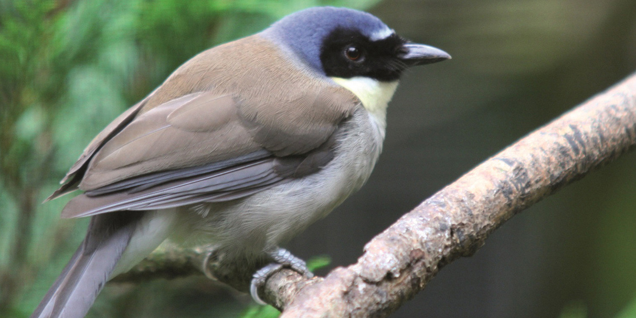 Endangered bird species now in the Bush