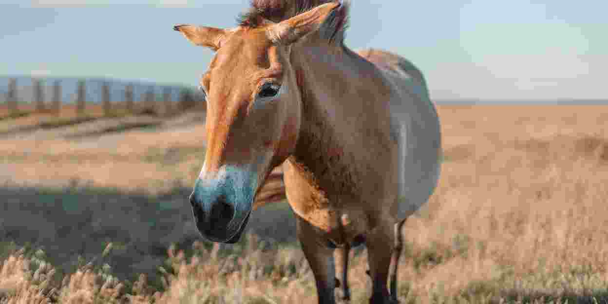 Przewalski’s horses return to Mongolia