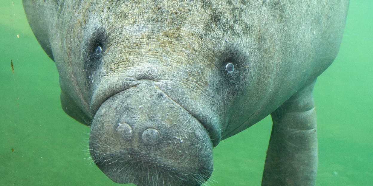 Manatee calf expected in Arnhem