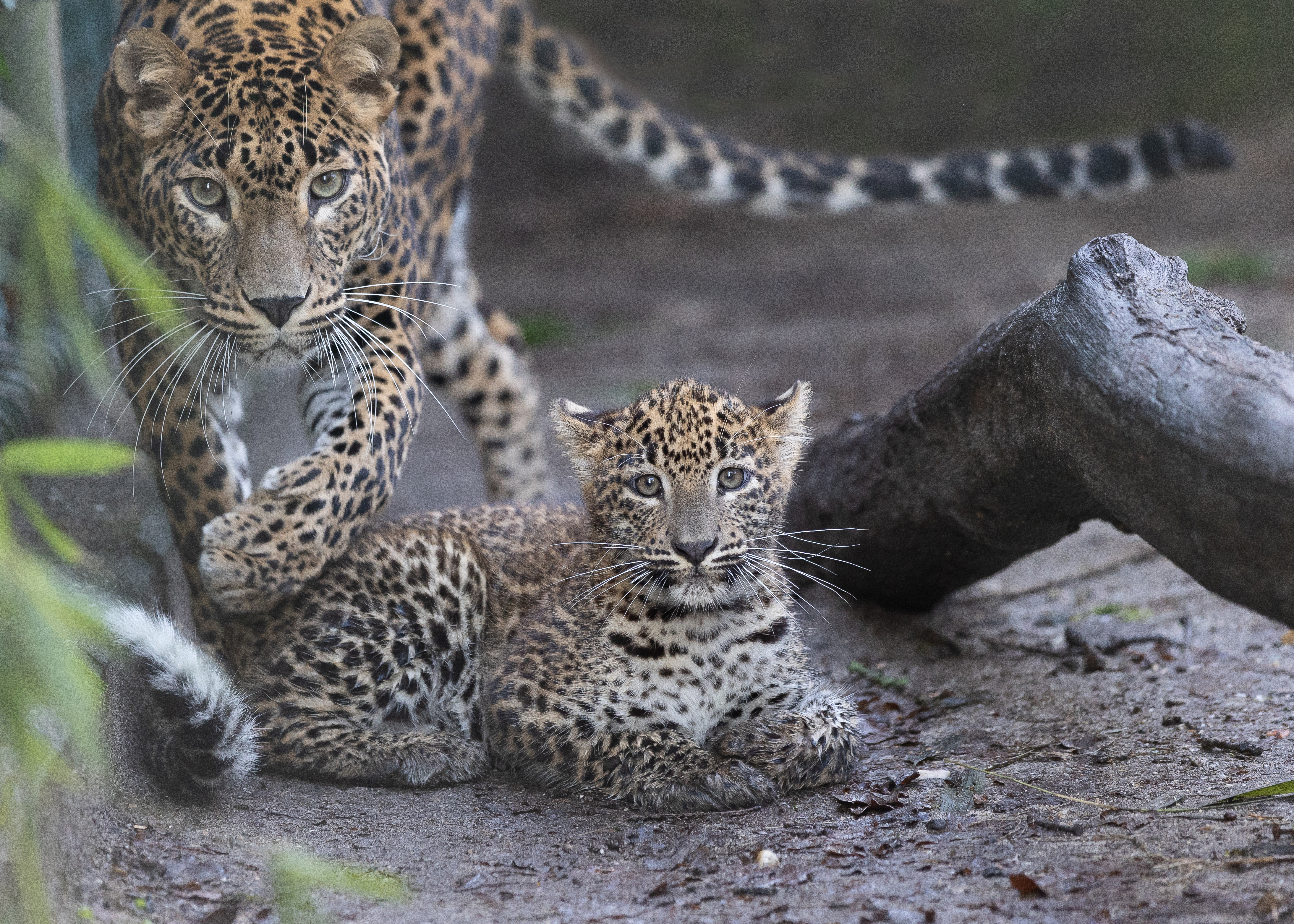 Leopard cub ventures into the outdoor enclosure