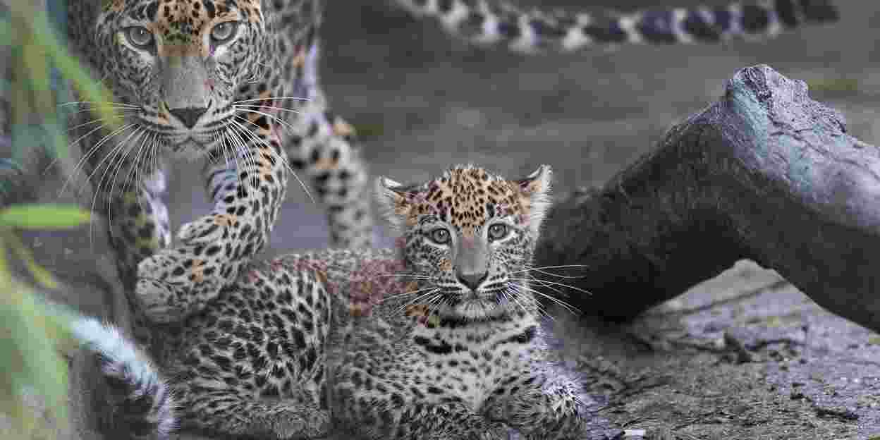 Leopard cub ventures into the outdoor enclosure