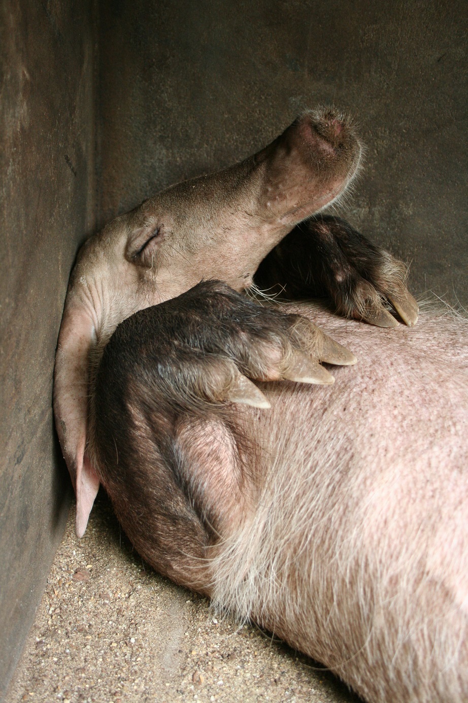 A helping hand for aardvarks