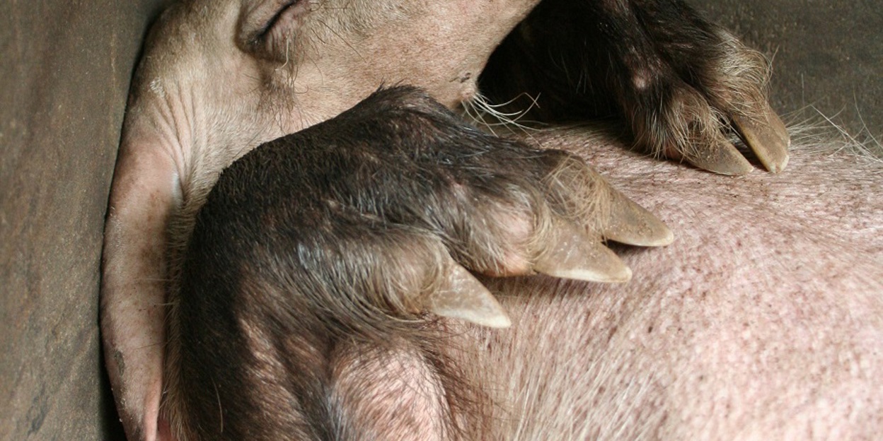 A helping hand for aardvarks