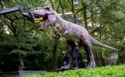 Burgers' Zoo hoists upper body onto four-metre-tall dinosaur