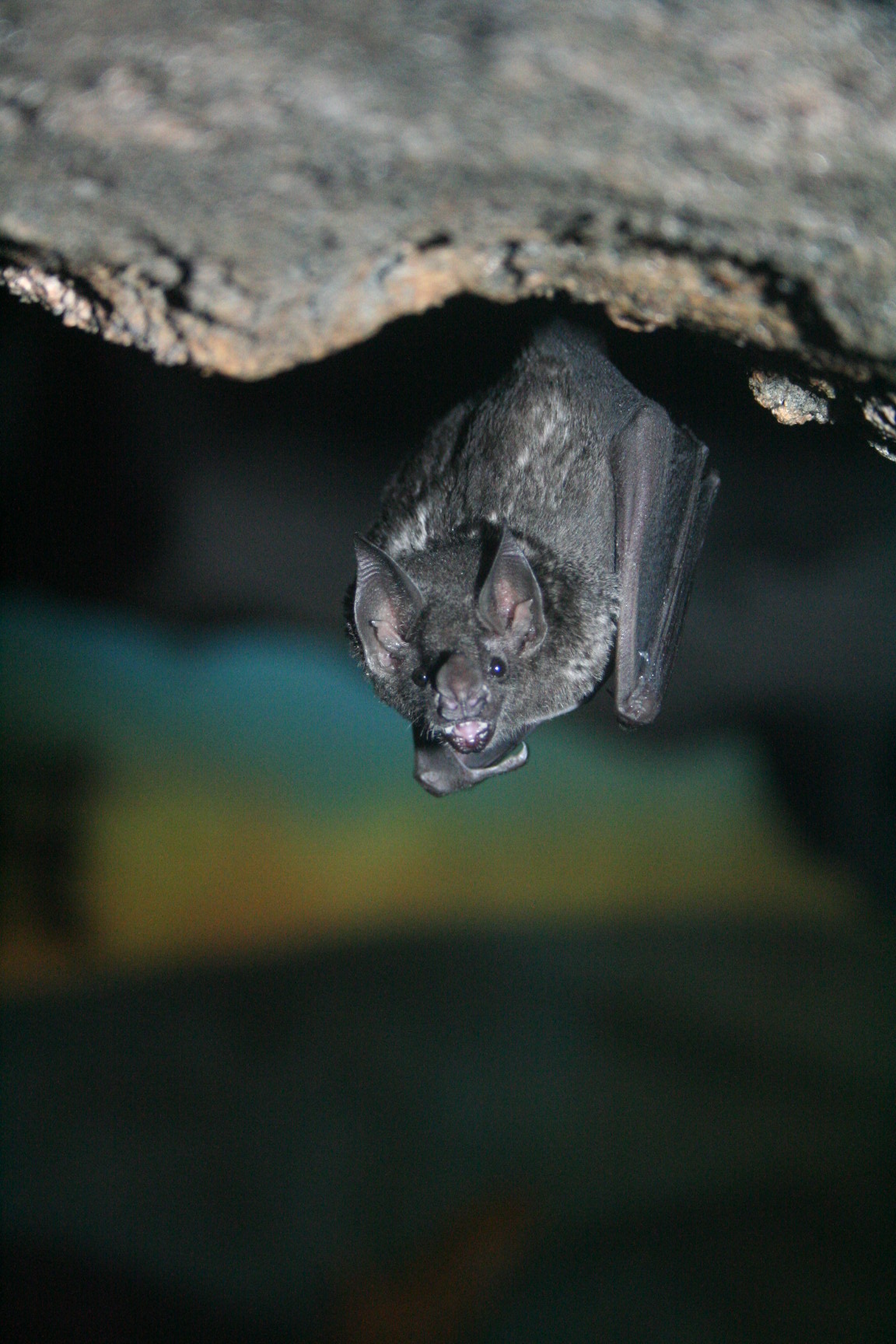 Dennis cares for Seba’s short-tailed bats