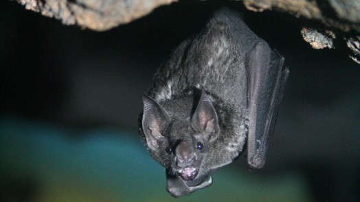 Dennis cares for Seba’s short-tailed bats