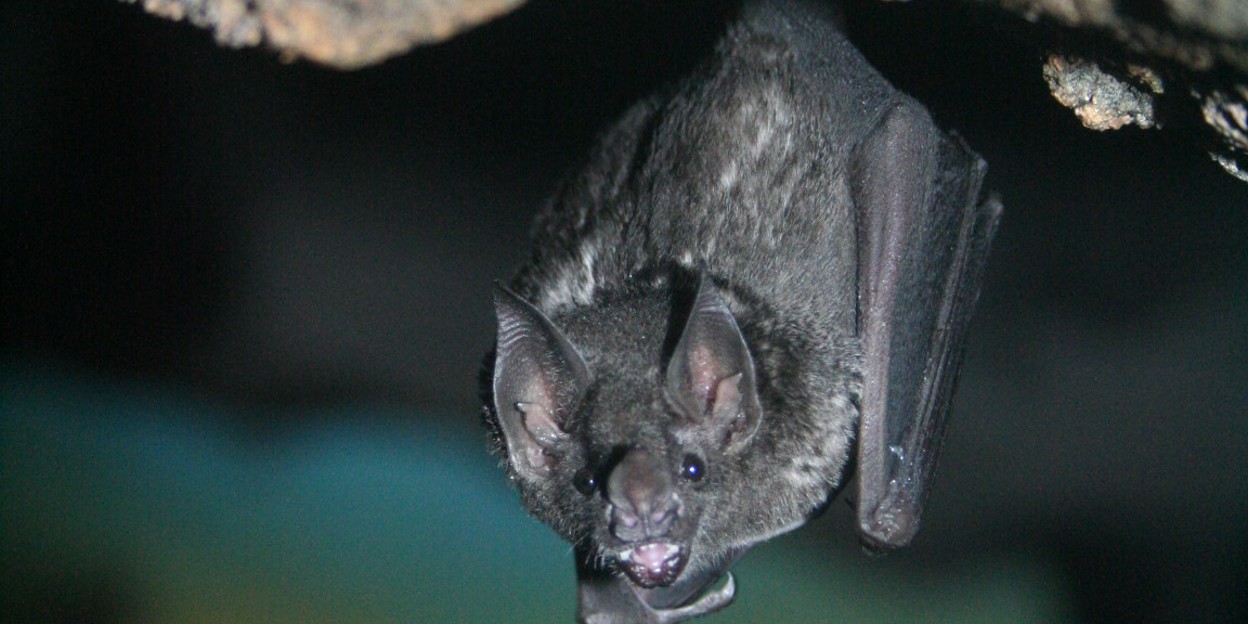 Dennis cares for Seba’s short-tailed bats