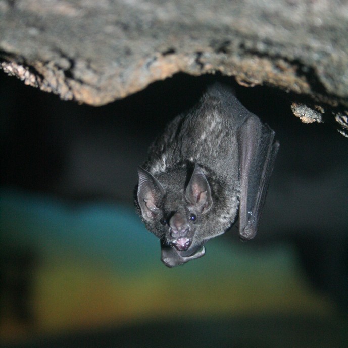 Dennis cares for Seba’s short-tailed bats