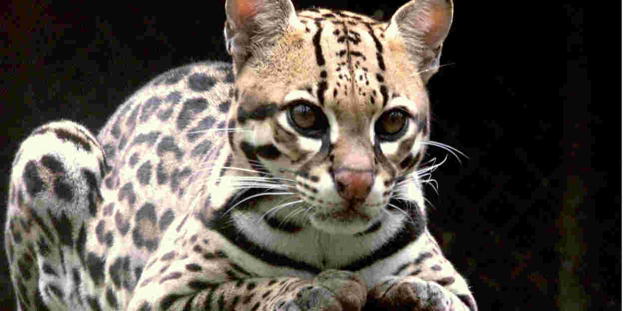 The little cats of Belize