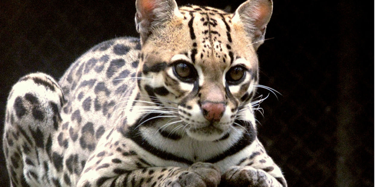 The little cats of Belize