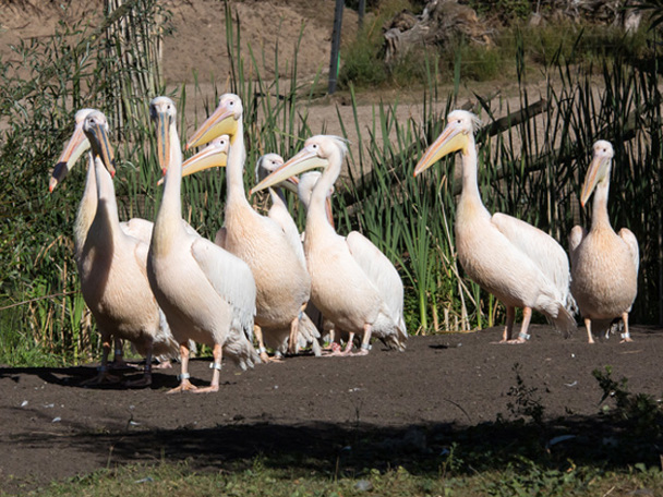 Pelican package