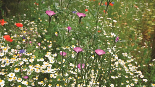 Biodiversity in Flower Meadows