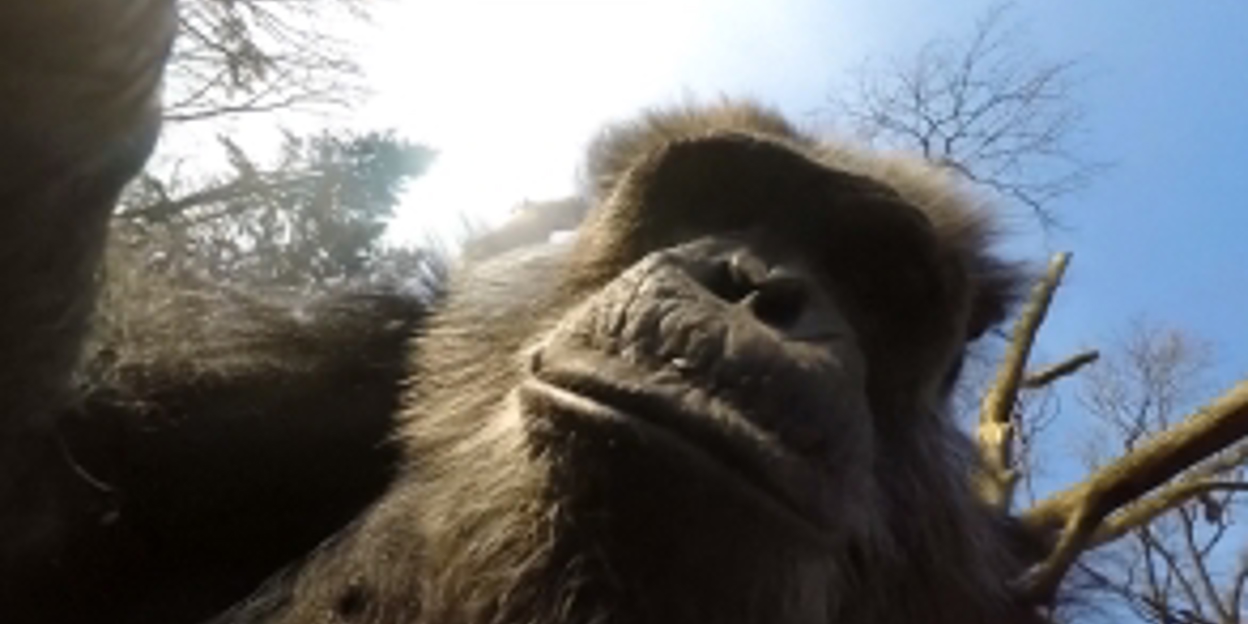 Chimpanzees pull drone out of the air and film each other!