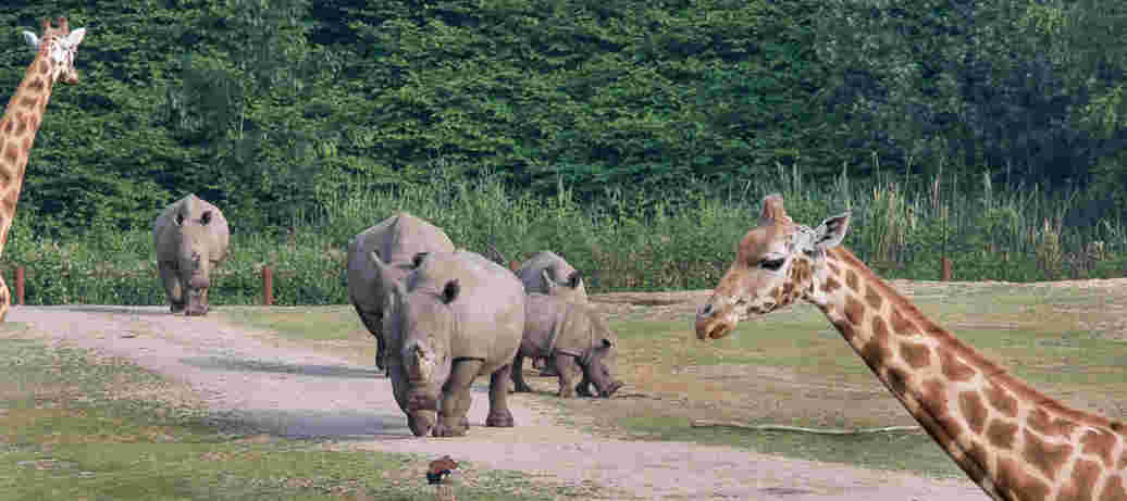 Royal Burgers’ Zoo Visitor Regulations