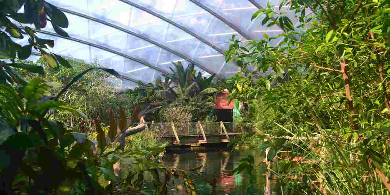 What is an eco-display? The Mangrove