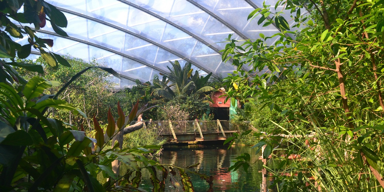 What is an eco-display? The Mangrove
