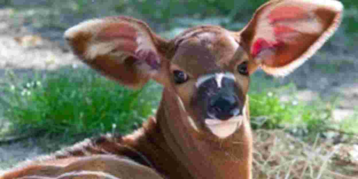 A Bongo has been born