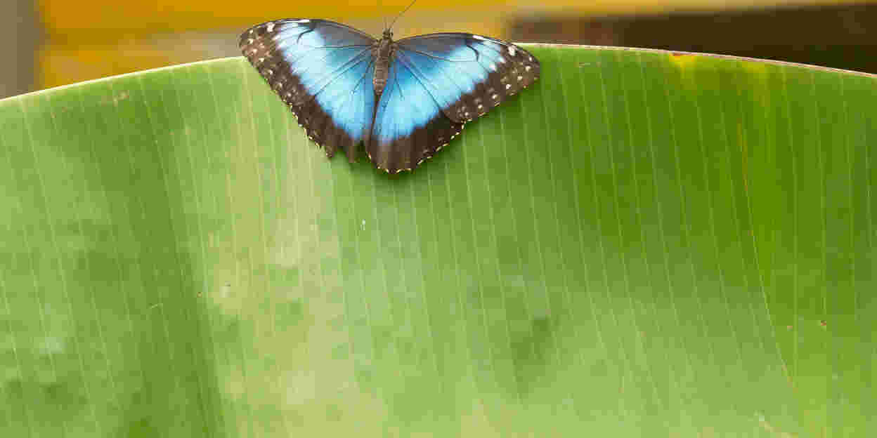 Dozens of tropical butterflies open Burgers' Mangrove!
