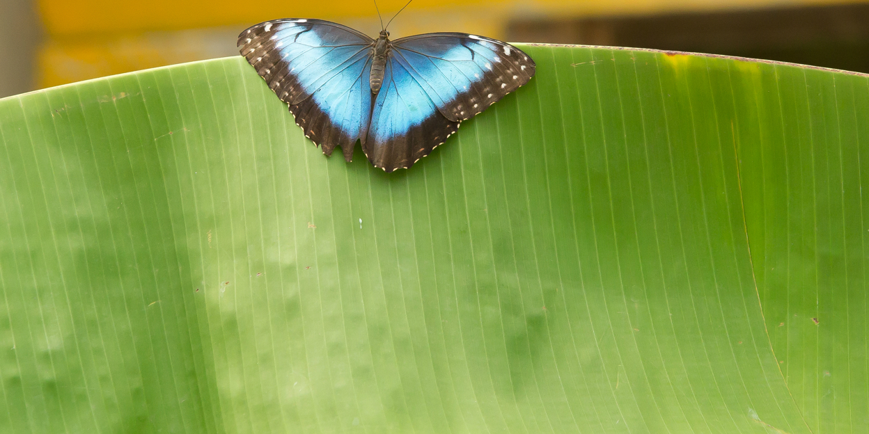 Dozens of tropical butterflies open Burgers' Mangrove!