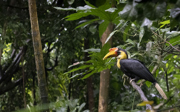 Three wrinkled hornbills in the Bush!