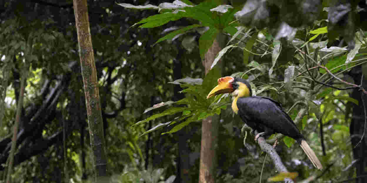 Three wrinkled hornbills in the Bush!