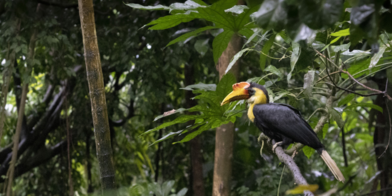 Three wrinkled hornbills in the Bush!