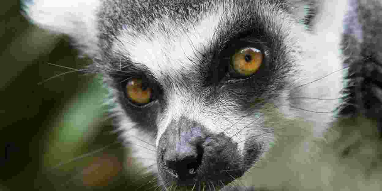 Lemurs open new enclosures at Burgers' Zoo