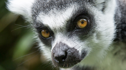 Lemurs open new enclosures at Burgers' Zoo