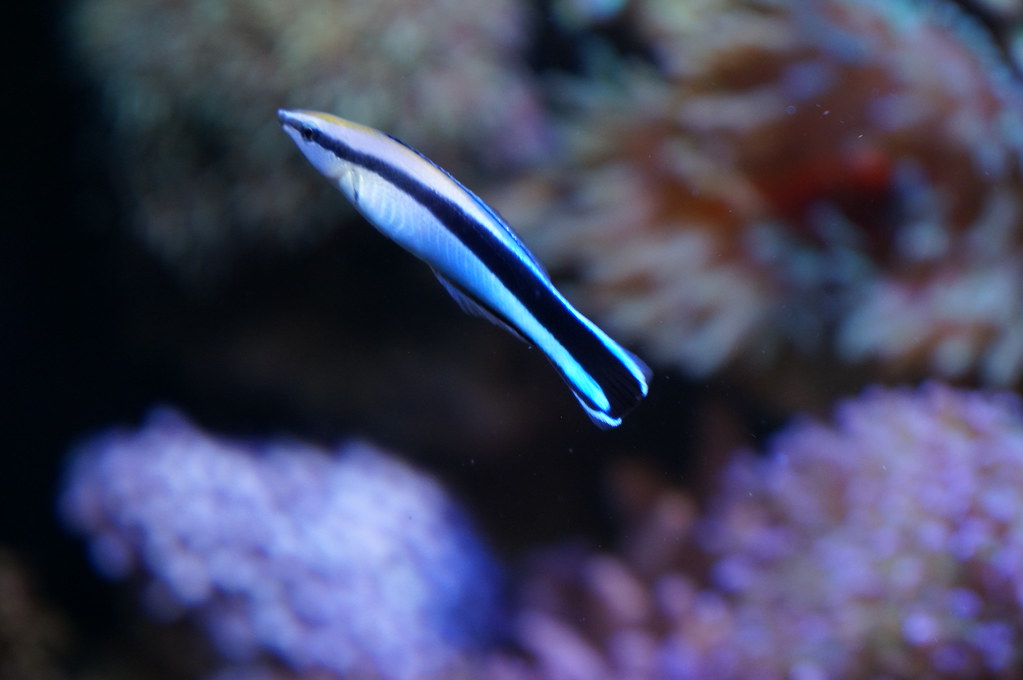 Symbiosis: the bluestreak cleaner wrasse and its host