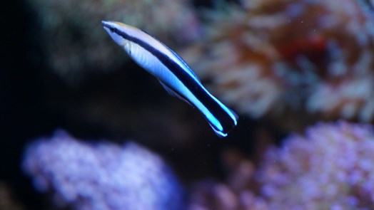 Symbiosis: the bluestreak cleaner wrasse and its host