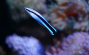 Symbiosis: the bluestreak cleaner wrasse and its host