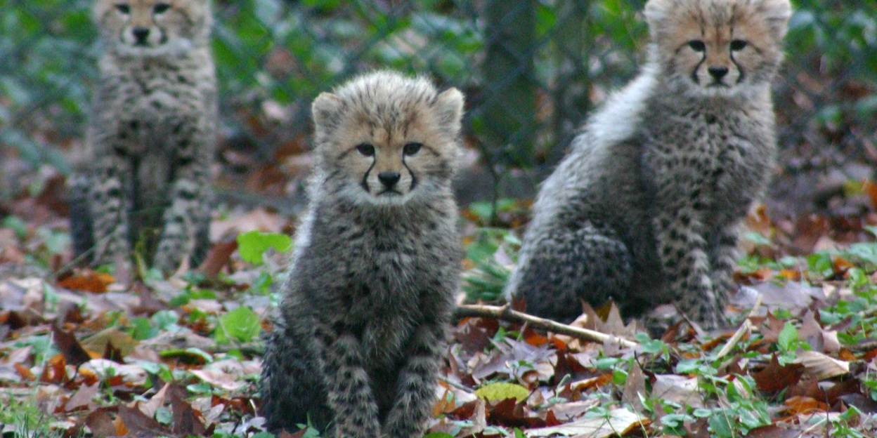 Nature conservation: Burgers’ Zoo and GlobeGuards