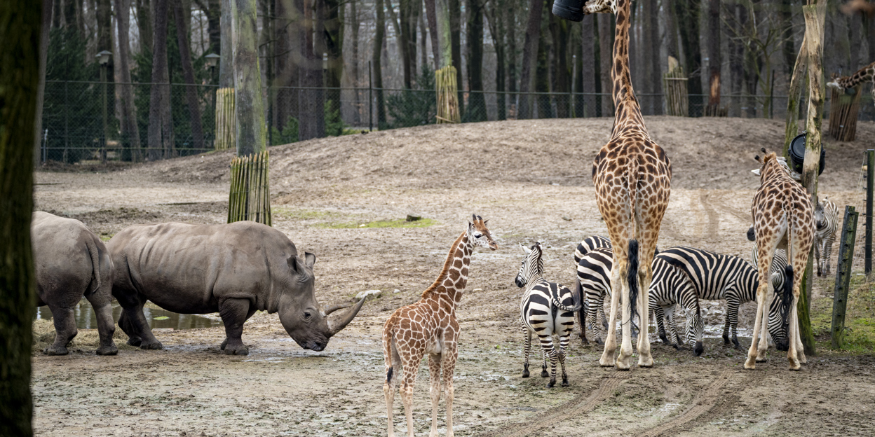 Young giraffes meet zebras and rhinos