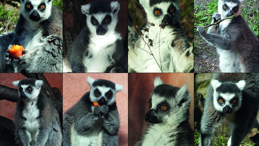 Top row, from left to right: Daan, Gijs, Maurice, Mike. Bottom row, from left to right: Tino, Stan, Marty, Rik
