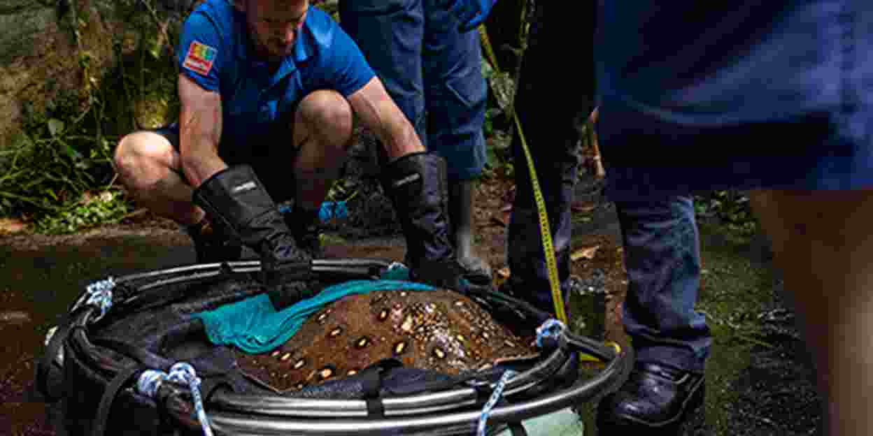 Zookeepers weigh and measure freshwater stingrays