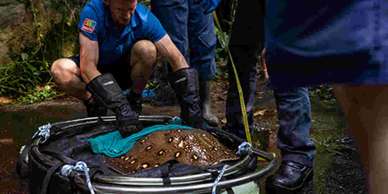 Zookeepers weigh and measure freshwater stingrays