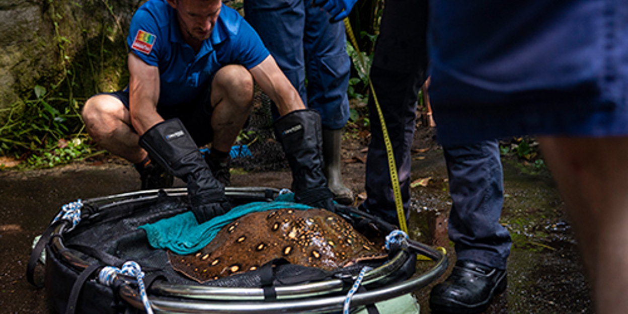 Zookeepers weigh and measure freshwater stingrays