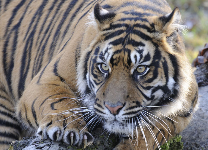 A Collection according to Plan