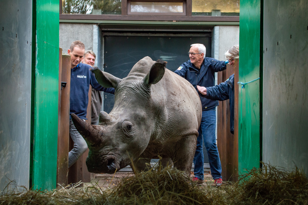 Two Arnhem rhinoceros travel north