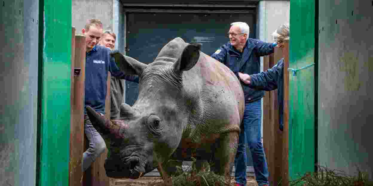 Two Arnhem rhinoceros travel north 