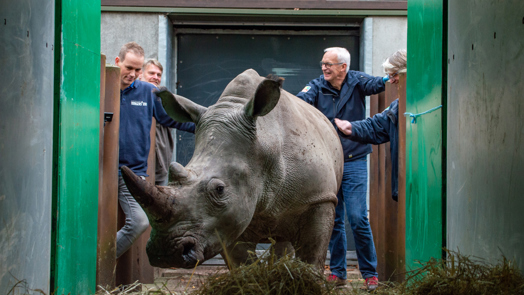 Two Arnhem rhinoceros travel north 