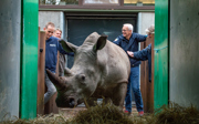 Two Arnhem rhinoceros travel north