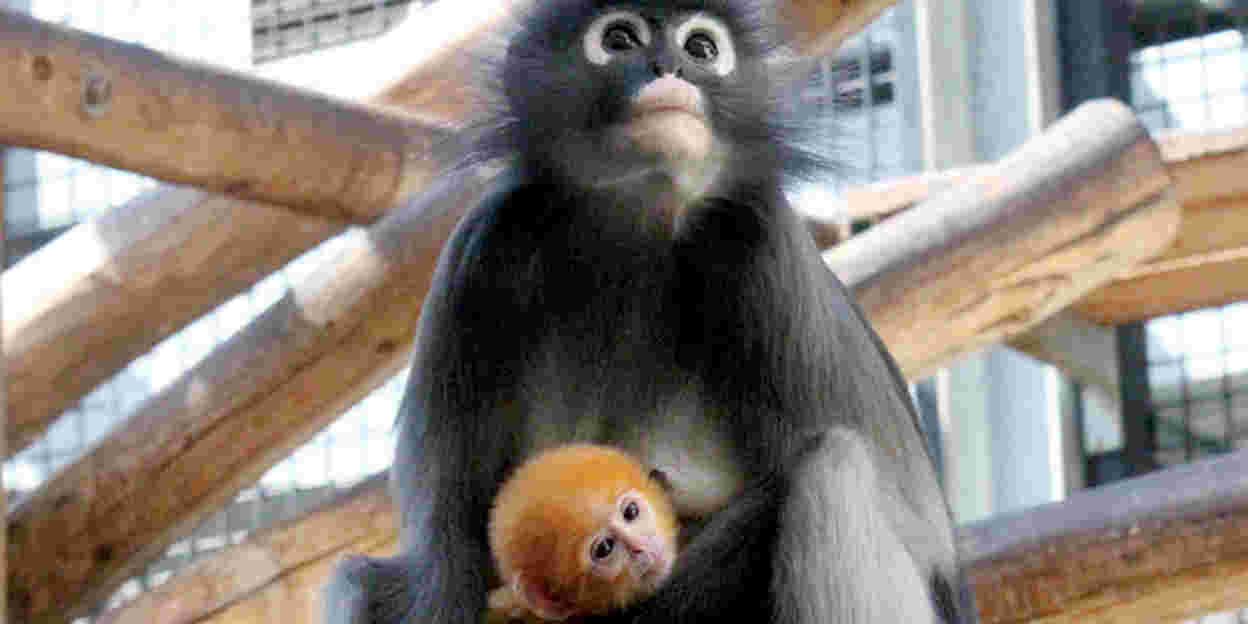 Orange dusky leave monkey born!