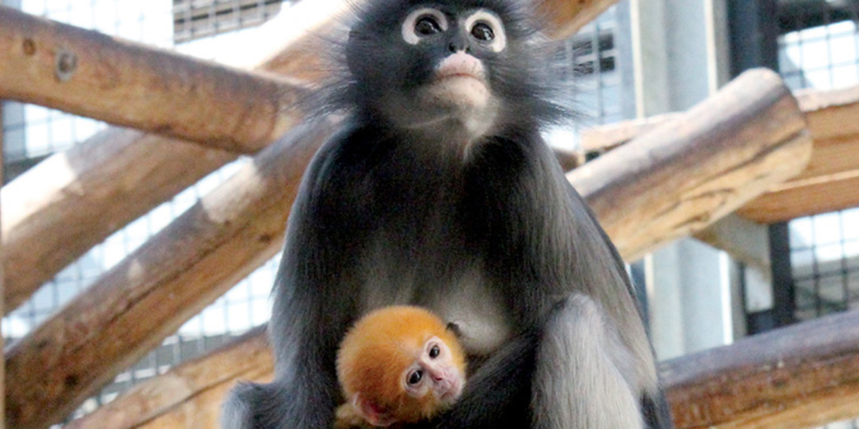 Orange dusky leave monkey born!