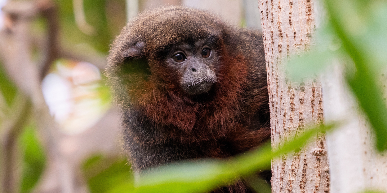 Monkeys walk freely among visitors